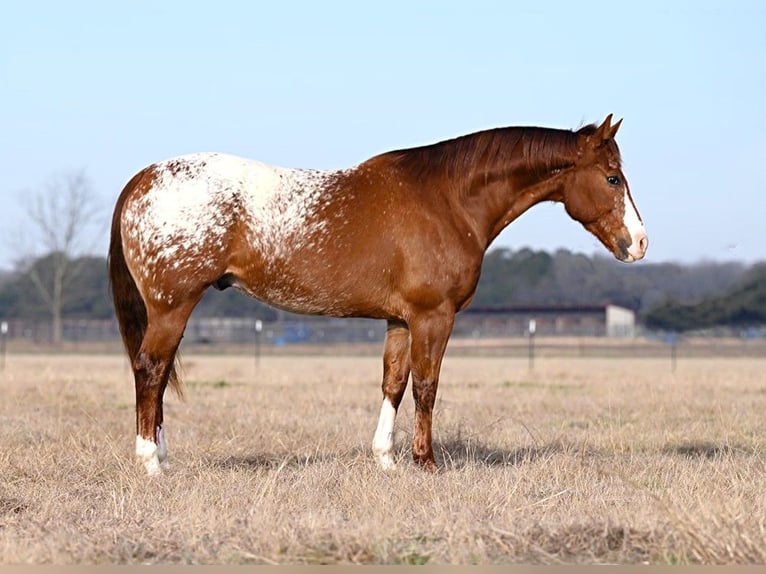 Quarter horse américain Hongre 10 Ans 152 cm Alezan cuivré in Madisonville TX