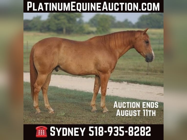 Quarter horse américain Hongre 10 Ans 152 cm Alezan cuivré in Granbury TX