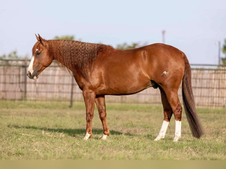 Quarter horse américain Hongre 10 Ans 152 cm Alezan cuivré in Weatherford TX