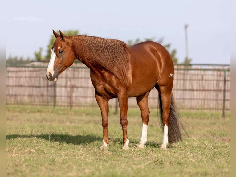 Quarter horse américain Hongre 10 Ans 152 cm Alezan cuivré in Weatherford TX
