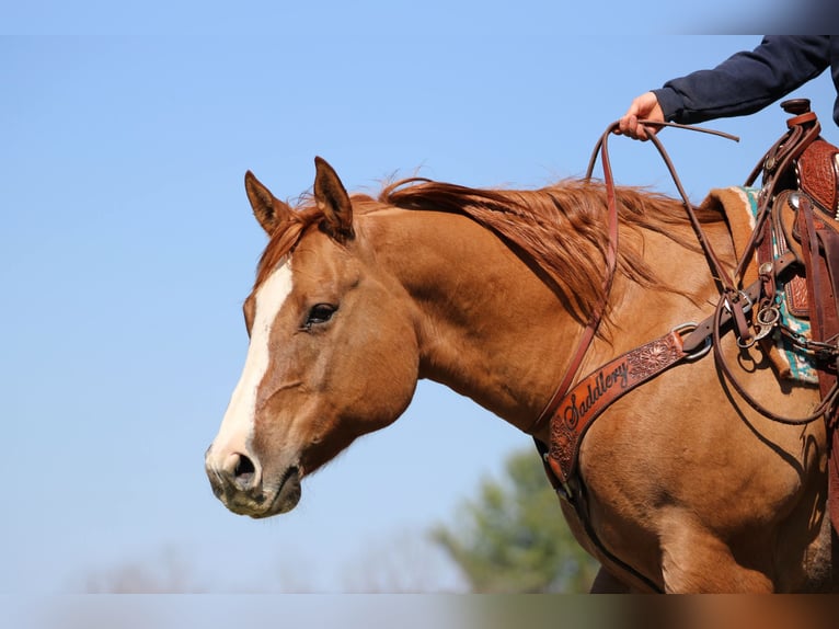 Quarter horse américain Hongre 10 Ans 152 cm Alezan dun in Clarion