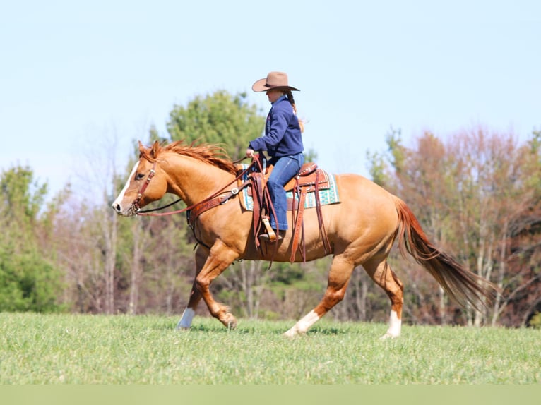 Quarter horse américain Hongre 10 Ans 152 cm Alezan dun in Clarion