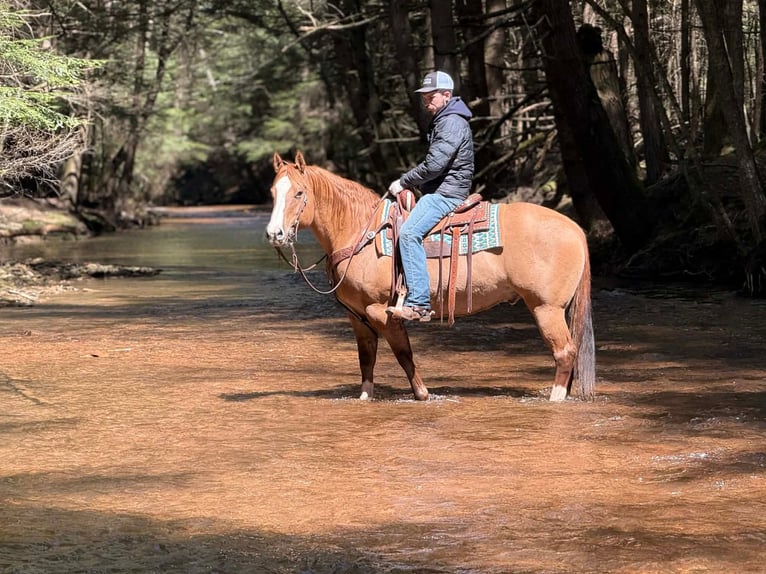 Quarter horse américain Hongre 10 Ans 152 cm Alezan dun in Clarion