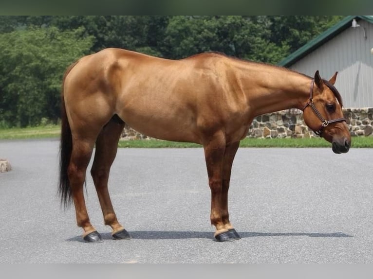 Quarter horse américain Hongre 10 Ans 152 cm Alezan dun in Millerstown, PA