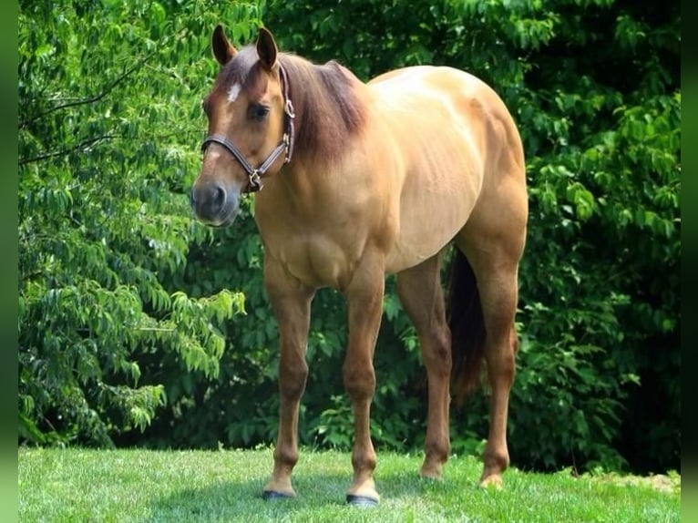 Quarter horse américain Hongre 10 Ans 152 cm Alezan dun in Millerstown, PA