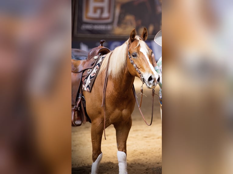 Quarter horse américain Hongre 10 Ans 152 cm Alezan in Rhede