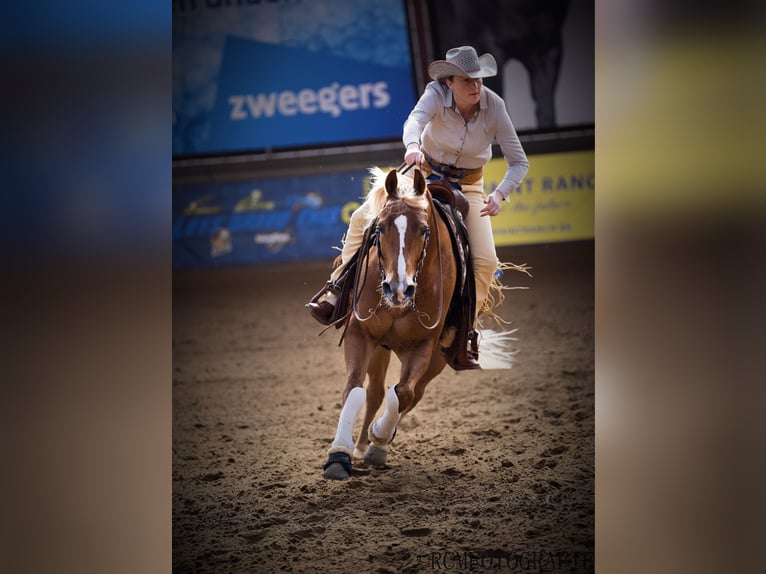 Quarter horse américain Hongre 10 Ans 152 cm Alezan in Rhede