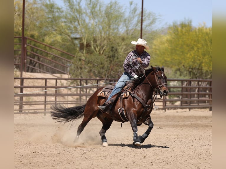 Quarter horse américain Hongre 10 Ans 152 cm Bai cerise in Congress
