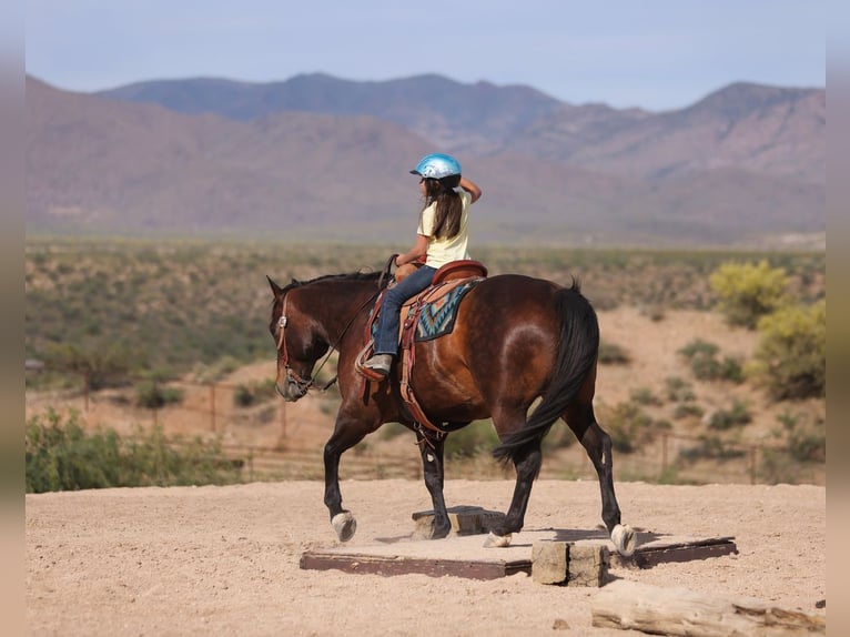 Quarter horse américain Hongre 10 Ans 152 cm Bai cerise in Congress