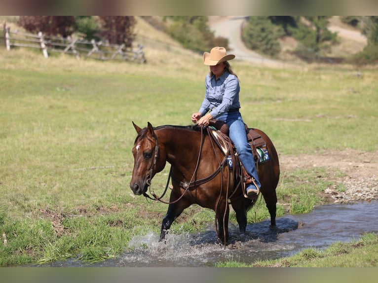 Quarter horse américain Hongre 10 Ans 152 cm Bai cerise in Congress
