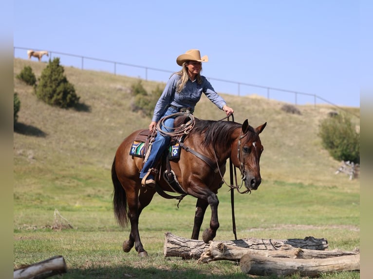Quarter horse américain Hongre 10 Ans 152 cm Bai cerise in Congress