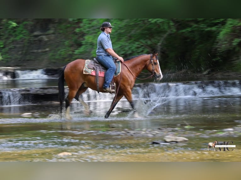 Quarter horse américain Hongre 10 Ans 152 cm Bai cerise in North Bloomfield