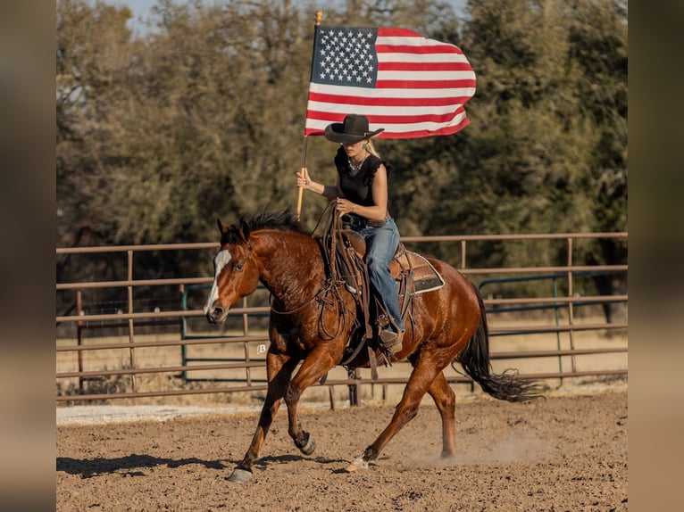 Quarter horse américain Hongre 10 Ans 152 cm Bai cerise in Troy