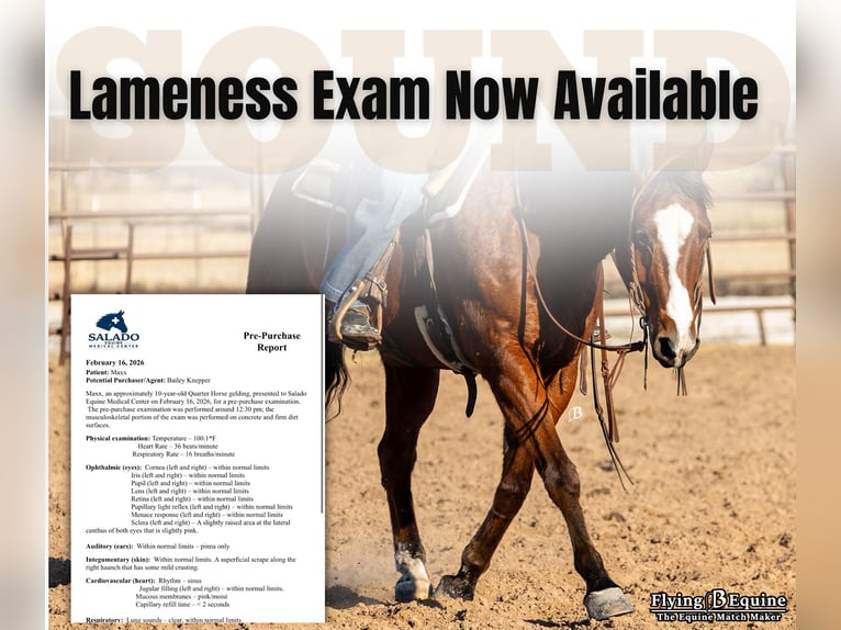 Quarter horse américain Hongre 10 Ans 152 cm Bai cerise in Troy