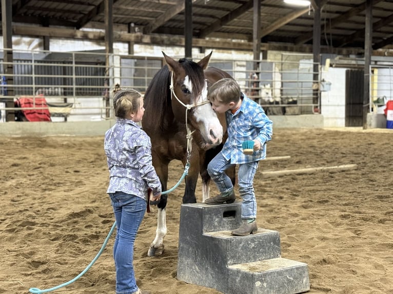 Quarter horse américain Hongre 10 Ans 152 cm Bai cerise in Henderson