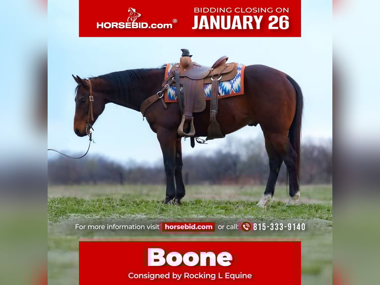 Quarter horse américain Hongre 10 Ans 152 cm Bai cerise in Joy