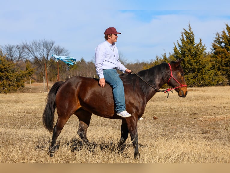 Quarter horse américain Hongre 10 Ans 152 cm Bai cerise in Ripley