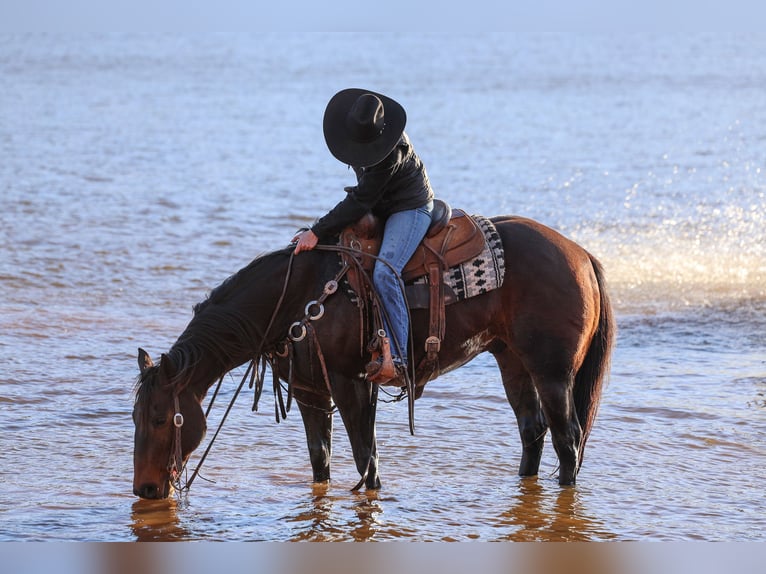 Quarter horse américain Hongre 10 Ans 152 cm Bai cerise in Ripley