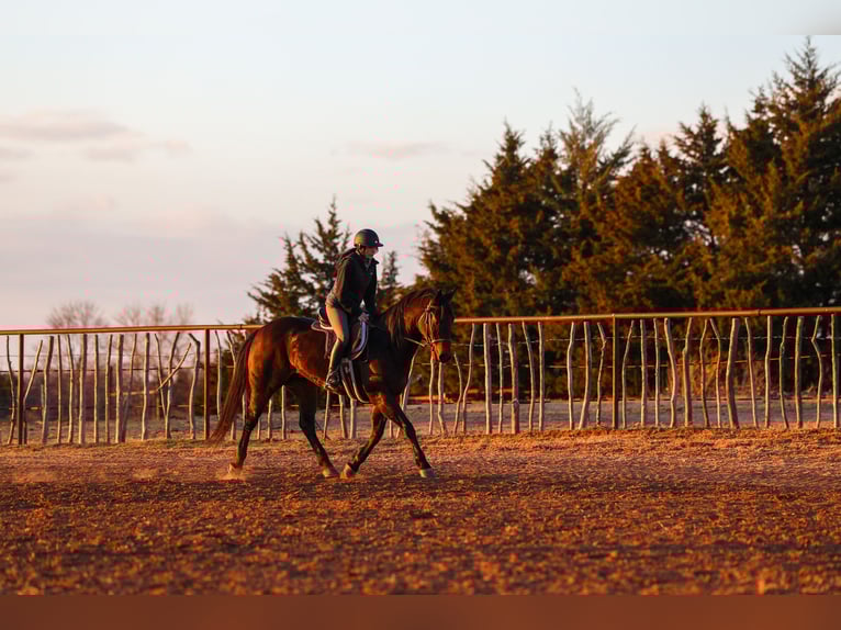 Quarter horse américain Hongre 10 Ans 152 cm Bai cerise in Ripley