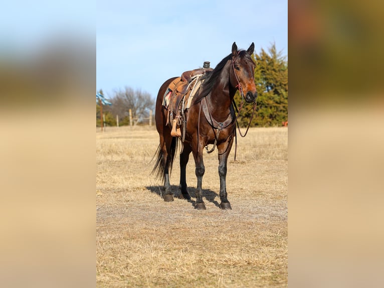 Quarter horse américain Hongre 10 Ans 152 cm Bai cerise in Ripley