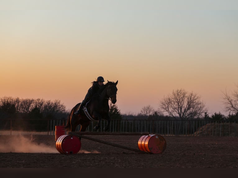 Quarter horse américain Hongre 10 Ans 152 cm Bai cerise in Ripley