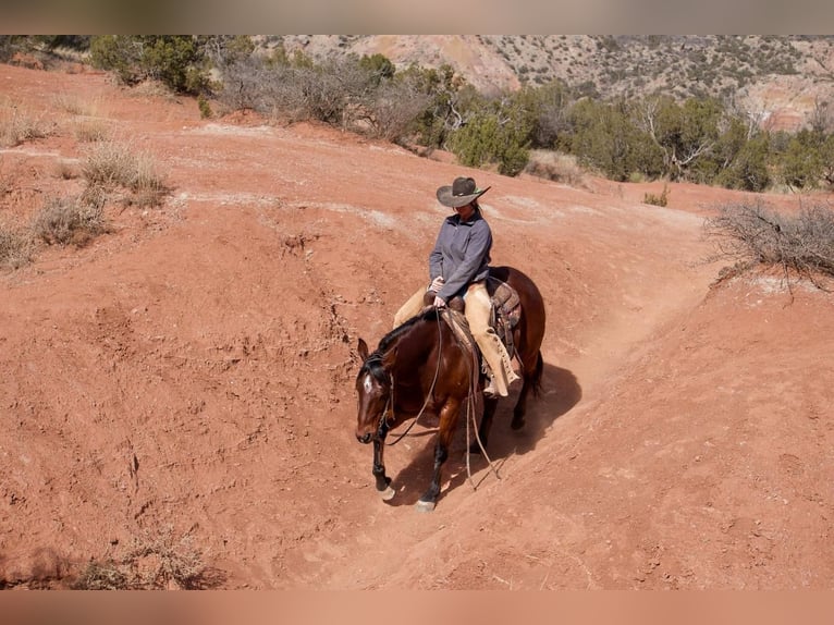 Quarter horse américain Hongre 10 Ans 152 cm Bai cerise in Canyon, TX