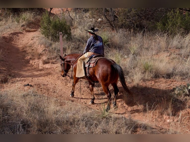 Quarter horse américain Hongre 10 Ans 152 cm Bai cerise in Canyon, TX