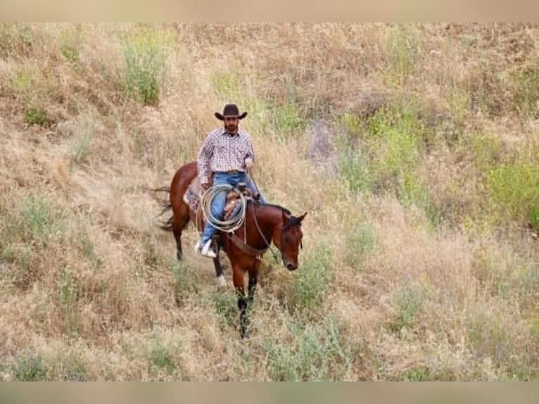 Quarter horse américain Hongre 10 Ans 152 cm Bai cerise in Tres Pinos