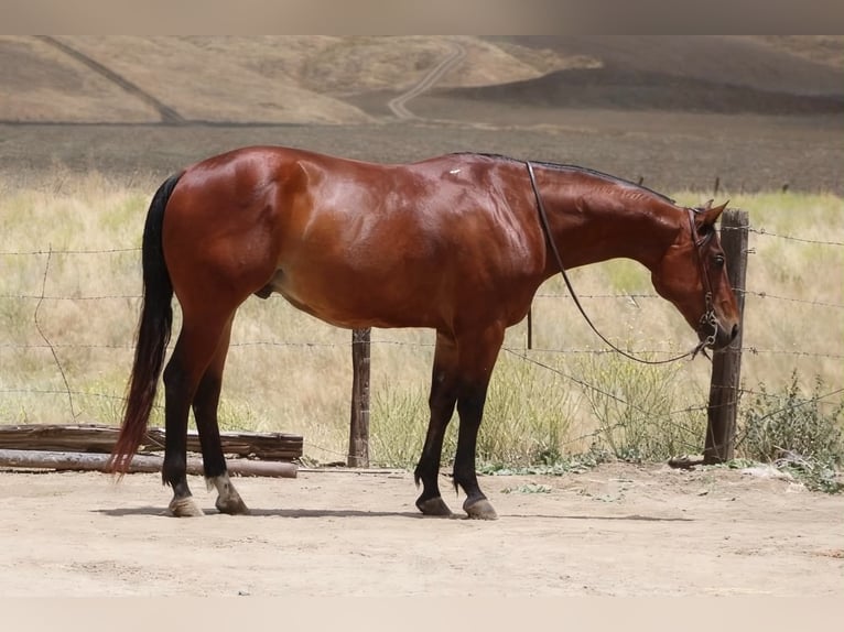 Quarter horse américain Hongre 10 Ans 152 cm Bai cerise in Tres Pinos