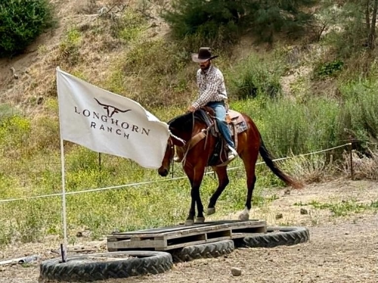 Quarter horse américain Hongre 10 Ans 152 cm Bai cerise in Tres Pinos