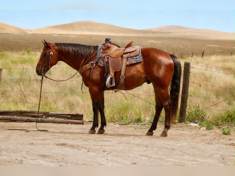 Quarter horse américain Hongre 10 Ans 152 cm Bai cerise in Tres Pinos