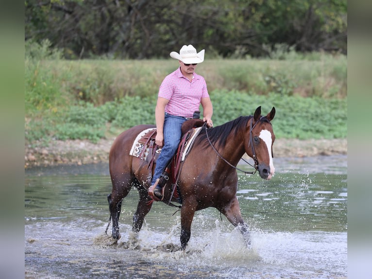 Quarter horse américain Hongre 10 Ans 152 cm Bai cerise in Buffalo, MO