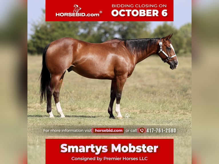 Quarter horse américain Hongre 10 Ans 152 cm Bai cerise in Buffalo, MO