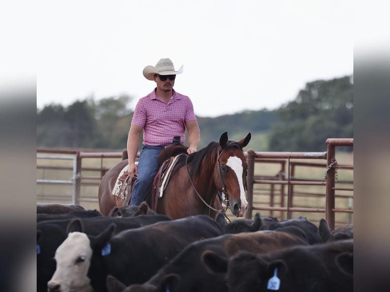 Quarter horse américain Hongre 10 Ans 152 cm Bai cerise in Buffalo, MO