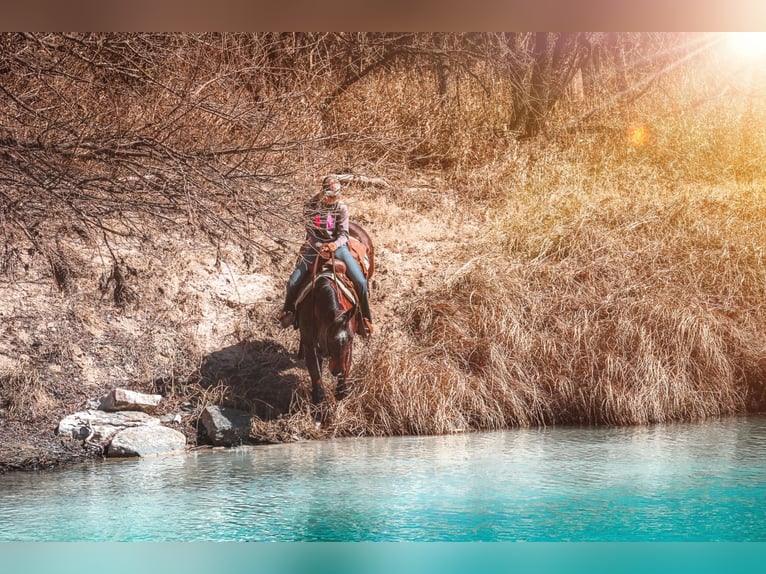 Quarter horse américain Hongre 10 Ans 152 cm Bai cerise in Bluff Dale, TX