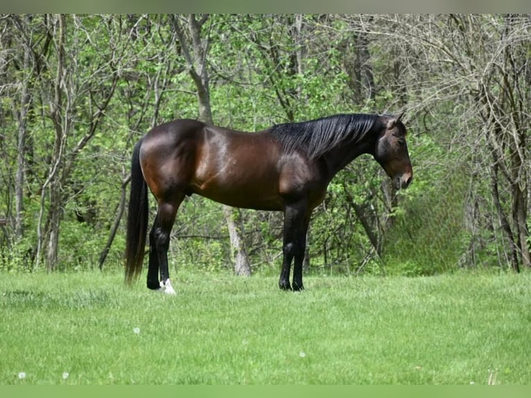 Quarter horse américain Hongre 10 Ans 152 cm Bai cerise in Libson IA