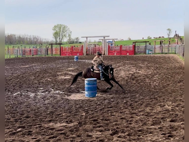 Quarter horse américain Hongre 10 Ans 152 cm Bai cerise in Libson IA