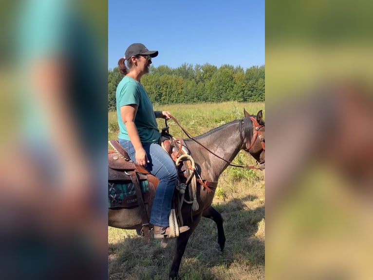 Quarter horse américain Hongre 10 Ans 152 cm Bai in Fort Worth Texas