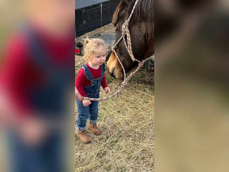 Quarter horse américain Hongre 10 Ans 152 cm Bai in Fort Worth Texas