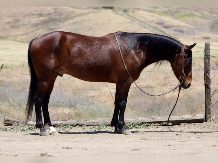 Quarter horse américain Hongre 10 Ans 152 cm Buckskin in Clarion PA