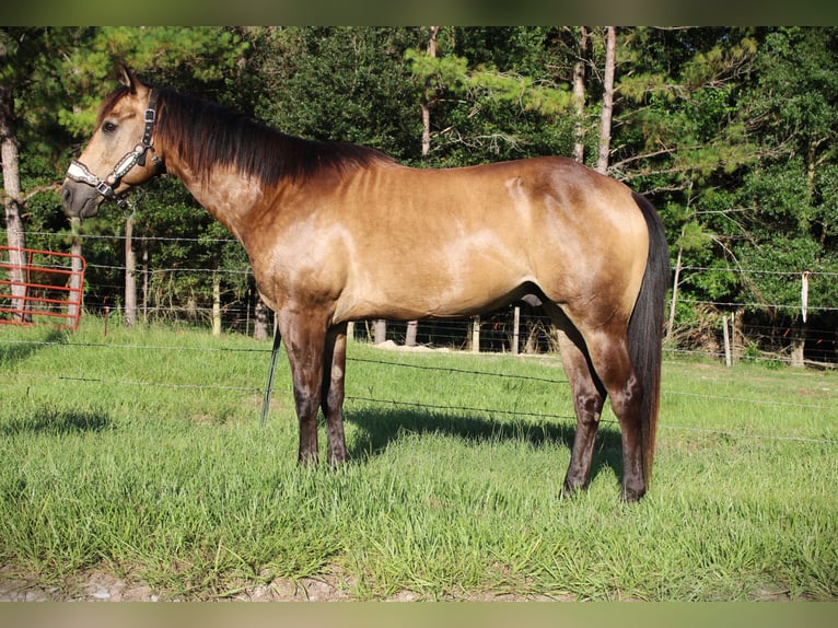 Quarter horse américain Hongre 10 Ans 152 cm Buckskin in Brooksville