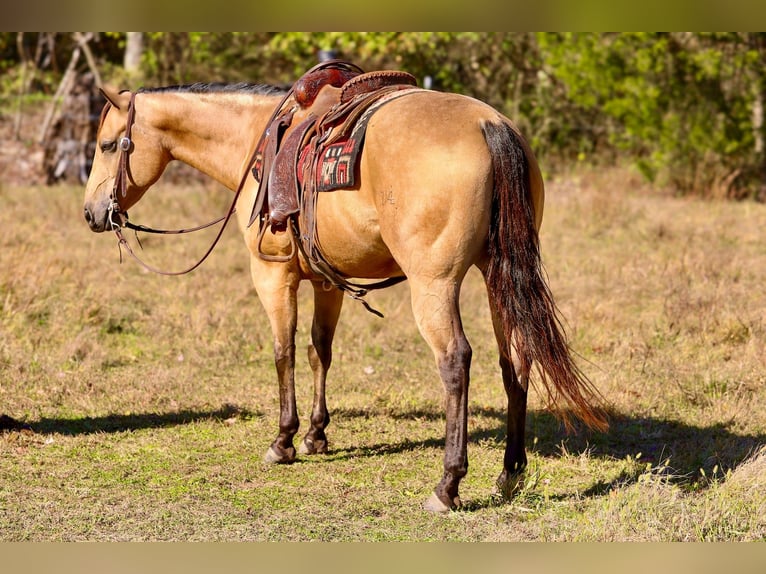 Quarter horse américain Hongre 10 Ans 152 cm Buckskin in Mount Vernon, KY
