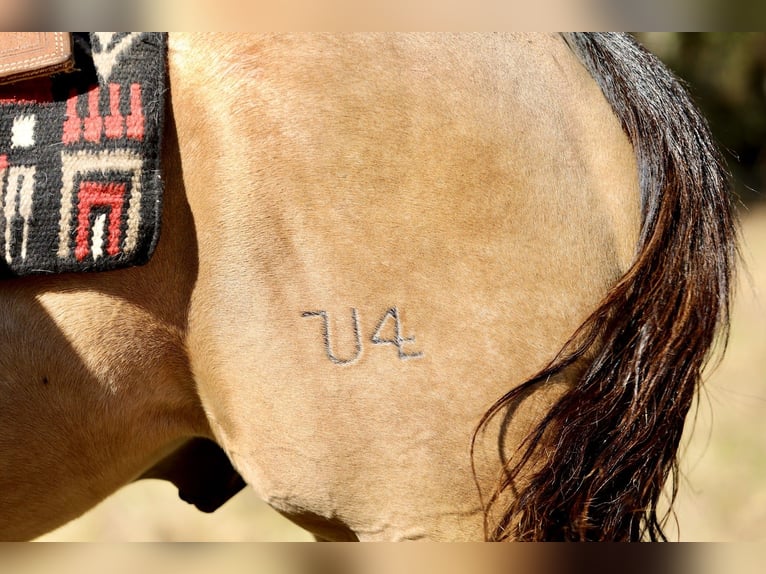 Quarter horse américain Hongre 10 Ans 152 cm Buckskin in Mount Vernon, KY