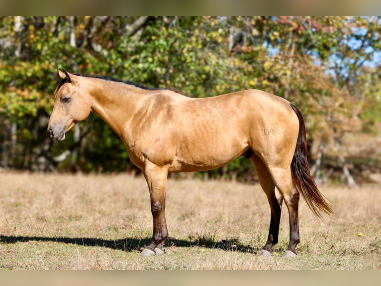 Quarter horse américain Hongre 10 Ans 152 cm Buckskin in Mount Vernon