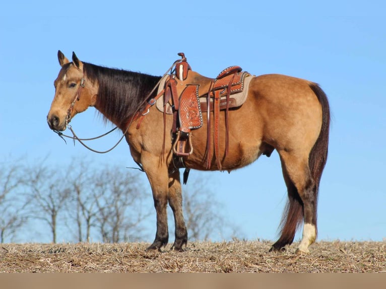 Quarter horse américain Hongre 10 Ans 152 cm Buckskin in Clarion, PA