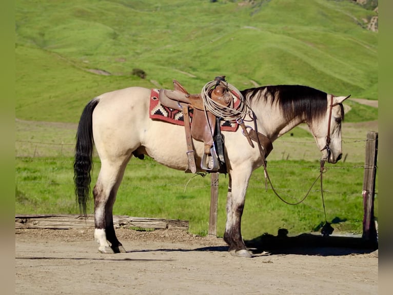 Quarter horse américain Hongre 10 Ans 152 cm Buckskin in Tres Pinos