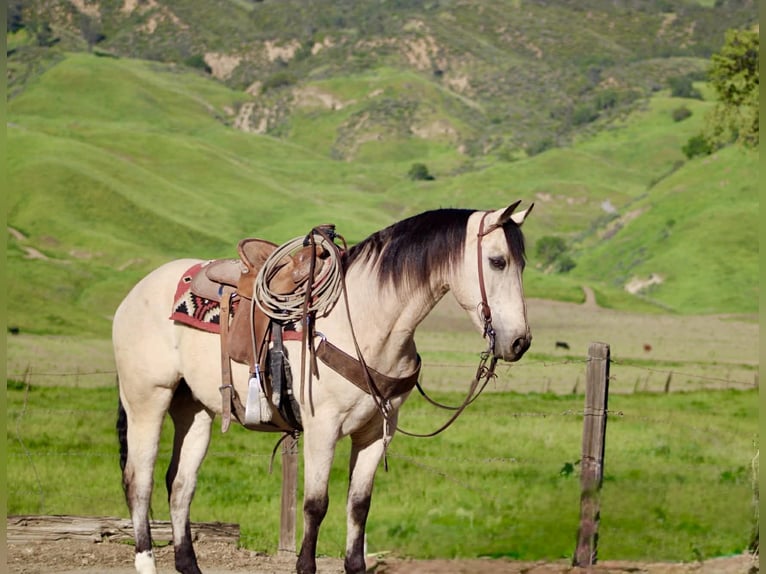 Quarter horse américain Hongre 10 Ans 152 cm Buckskin in Tres Pinos