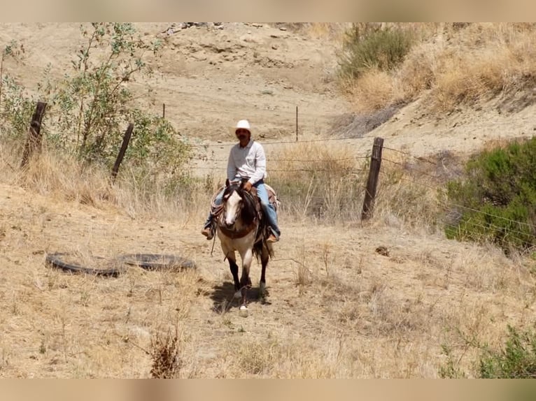 Quarter horse américain Hongre 10 Ans 152 cm Buckskin in Tres Pinos