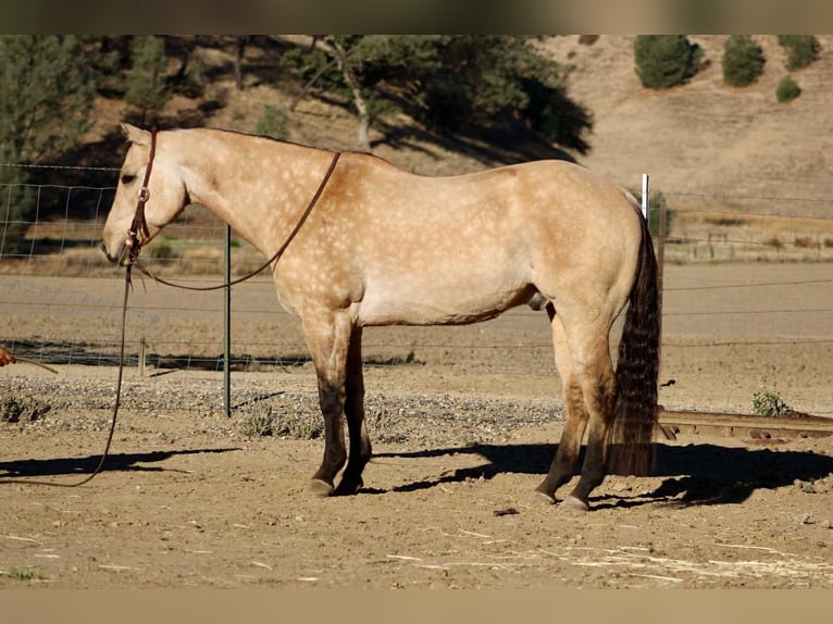Quarter horse américain Hongre 10 Ans 152 cm Buckskin in Paicines CA
