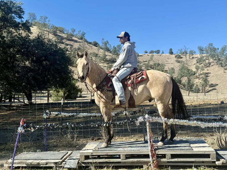 Quarter horse américain Hongre 10 Ans 152 cm Buckskin in Paicines CA